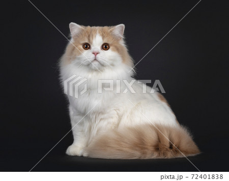 Creme with white British Longhair cat on black Creme with white British Longhair cat on black 72401838