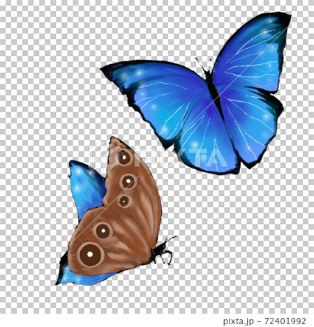 モルフォ蝶の羽のリアルな両面のイラスト素材 [72401992] - PIXTA