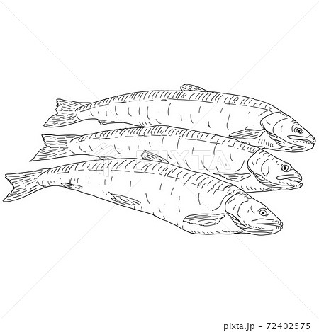 collection of natural marine fish sketch on white background 72402575