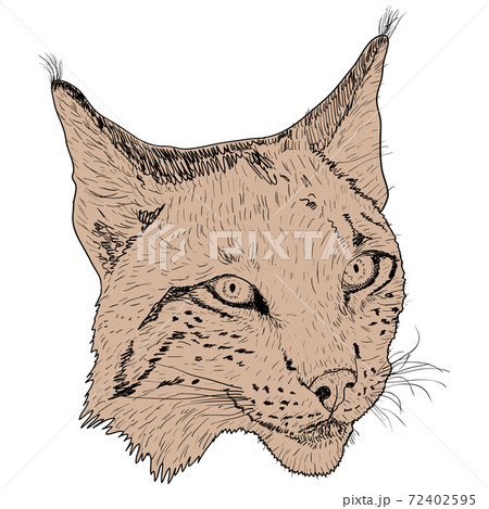 Sketch silhouette sketch lynx face on white background illustration 72402595