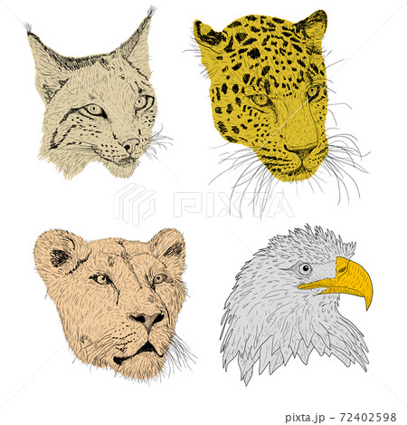 Set sketch silhouette sketch eagle, lynx, leopard. lioness face on white background illustration 72402598