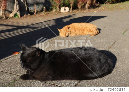 日向ぼっこしている猫たち 日向ぼっこしている猫たち 72402835