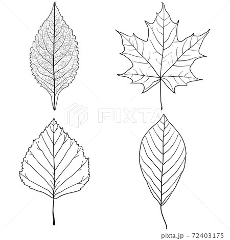 Set sketches silhouettes leaves on white background illustration 72403175