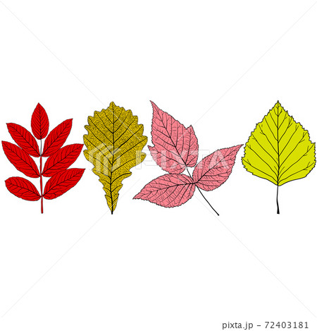 Set sketches silhouettes leaves on white background illustration Set sketches silhouettes leaves on white background illustration 72403181