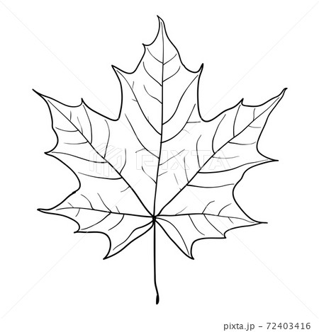 Sketches Silhouettes Leaves On White Background のイラスト素材