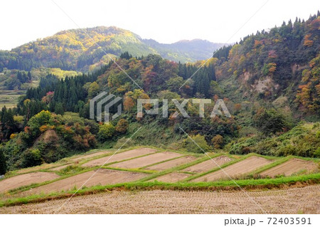 四ヶ村の棚田 72403591