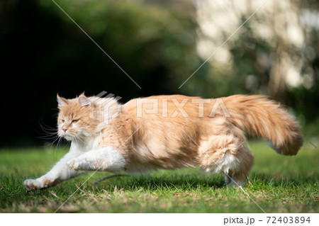 running maine coon cat hunting outdoors running maine coon cat hunting outdoors 72403894