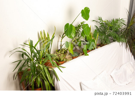 Part of the home interior with indoor plants 72403991