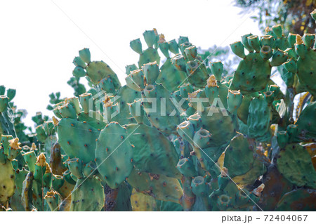 Beautiful Prickly Pear Cactus with burgundy fruits in Ayia Napa coast in Cyprus. Opuntia, ficus-indica, Indian fig opuntia, barbary fig, blooming cactus pear 72404067