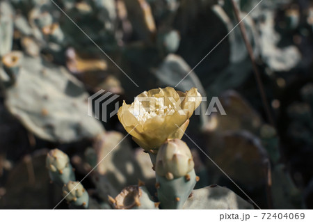 Prickly Pear Cactus with Yellow Flower in Ayia Napa coast in Cyprus. Opuntia, ficus-indica, Indian fig opuntia, barbary fig, blooming cactus pear 72404069