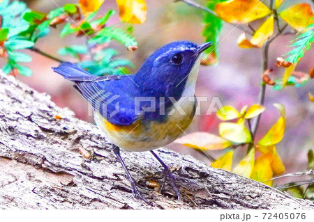 幸せを呼ぶ青い鳥、ルリビタキ。の写真素材 [72405076] - PIXTA