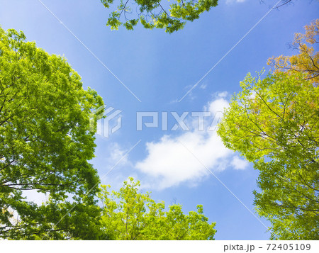 背景素材　森林 72405109