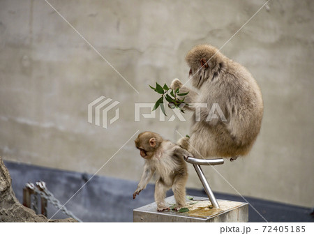 上野動物園の猿 上野動物園の猿 72405185