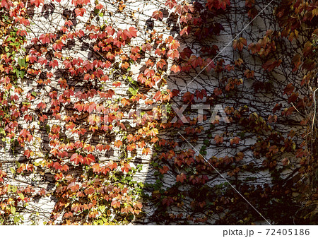 壁の紅葉 壁の紅葉 72405186
