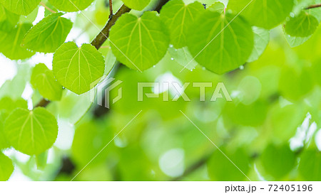 雨に濡れた桂の若葉 雨に濡れた桂の若葉 72405196