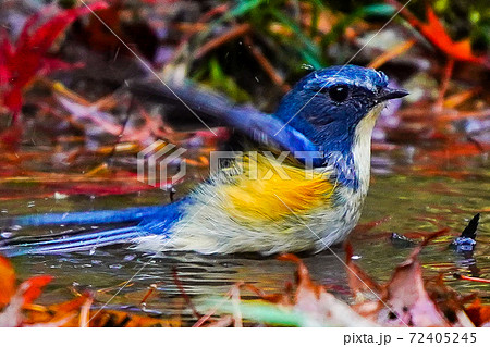 幸せを呼ぶ青い鳥、ルリビタキの水浴び。の写真素材 [72405245] - PIXTA