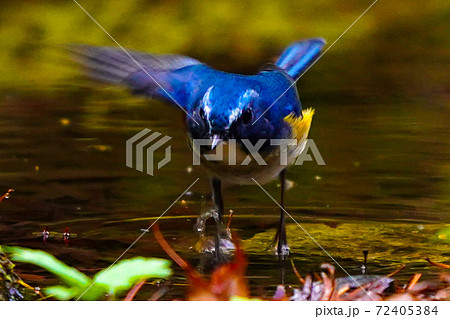 さぁ飛ぶよ、幸せを呼ぶ青い鳥。 72405384