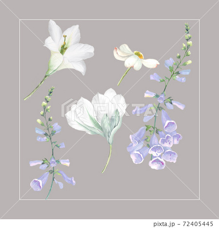 透明水彩 水彩画 花 72405445