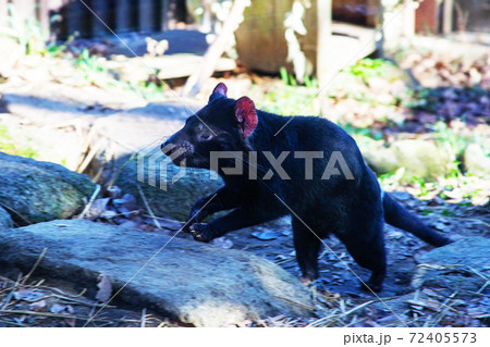 タスマニアデビル 多摩動物公園 絶滅危惧種のあのマスコット動物を日本で見れるなんて なんてラッキーの写真素材