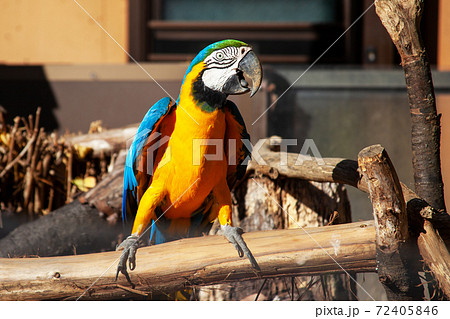 Blue And Yellow Macaw Tama Zoological Park Stock Photo