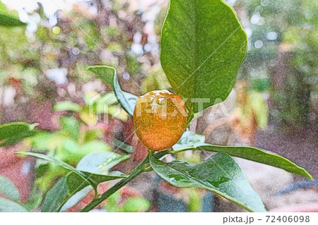 雨に濡れ朝日を浴びて生き生きと成長している「キンカン」色鉛筆画風 72406098