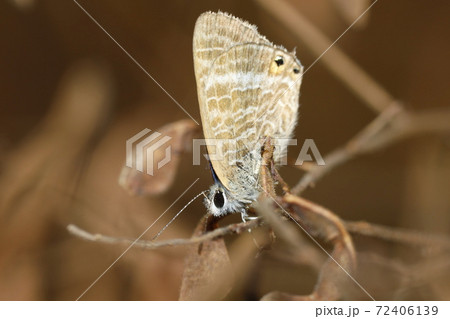 ウラナミシジミの朝 72406139