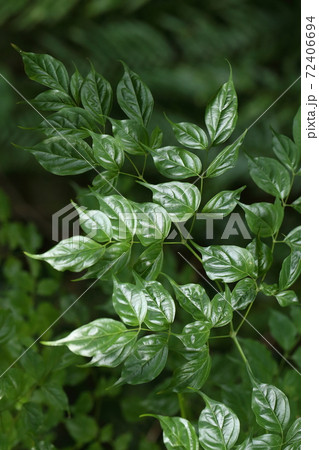 自然 植物 センダンキササゲ 漢字で 栴檀木大角豆 葉が栴檀で実が木大角豆に似ているから の写真素材