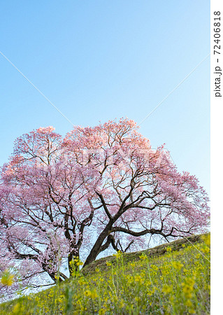 夜明けの桜(上の平の一本桜) 夜明けの桜(上の平の一本桜) 72406818