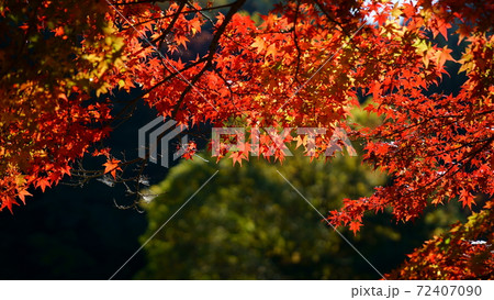 2020年香嵐渓の紅葉 2020年香嵐渓の紅葉 72407090