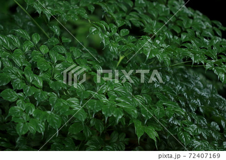 自然　植物　センダンキササゲ、艶のある羽状複葉が美しい。那覇市の公園で 72407169