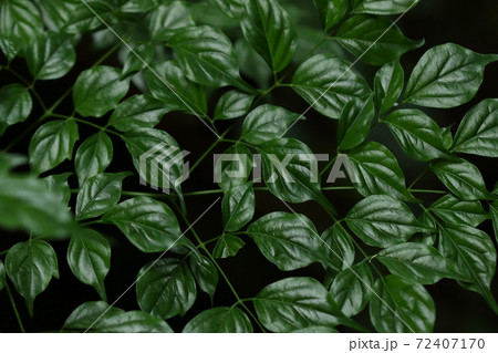 自然　植物　センダンキササゲ、艶々で先の尖った卵形の小葉。葉によって横に出っ張りがあります 72407170