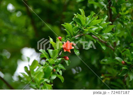 タコウインナーのような石榴の花の咲き始めの写真素材