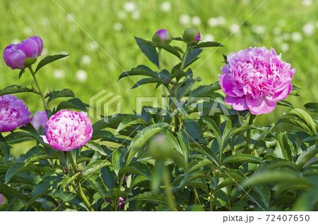 芍薬園にピンク色の芍薬の花が咲いています このシャクヤクの名前はムッシュ ジュール エリーです の写真素材