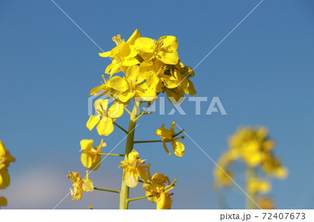 菜の花畑、花の海、イメージ、フリースペース 菜の花畑、花の海、イメージ、フリースペース 72407673