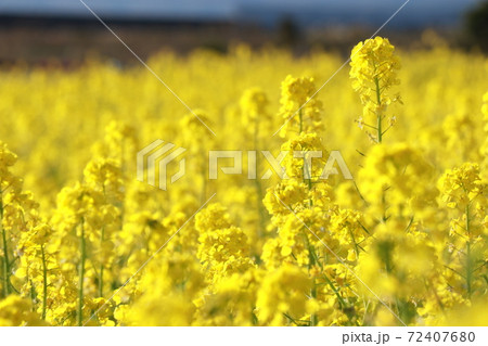 菜の花畑、花の海、イメージ、フリースペース 菜の花畑、花の海、イメージ、フリースペース 72407680