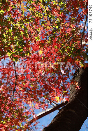 紅葉、秋、紅葉狩り、お散歩 72407749