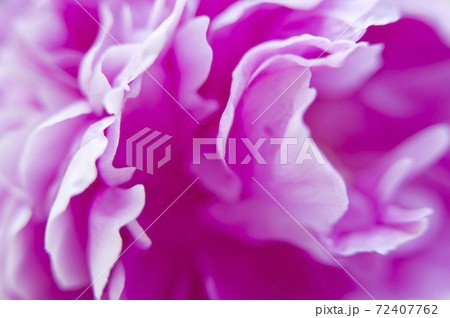 芍薬園にピンク色の芍薬の花が咲いています。シャクヤクの花のクローズアップ写真です。 72407762