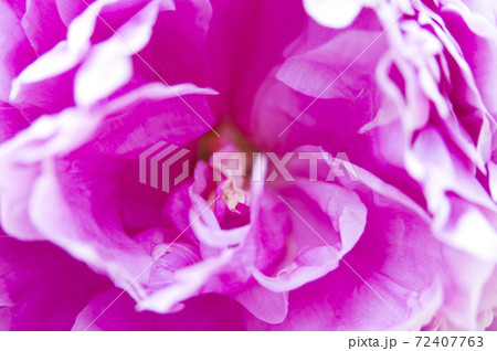 芍薬園にピンク色の芍薬の花が咲いています。シャクヤクの花のクローズアップ写真です。 72407763