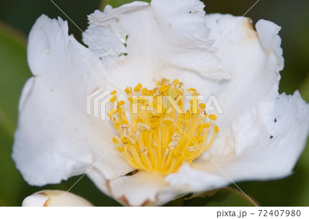 the crapenll camellia,  a double bloom, with darker stripes 72407980