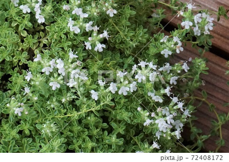タイムの花　ハイランドクリーム 72408172