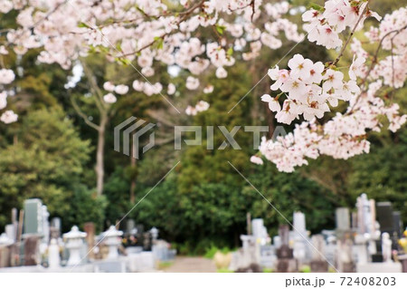 桜と墓地 72408203