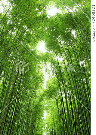 京都 嵯峨嵐山の竹林の写真素材