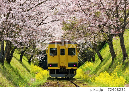 千葉県いすみ鉄道 レア 桜 春 写真-