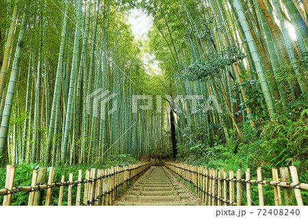 千葉県 佐倉のひよどり坂 千葉県 佐倉のひよどり坂 72408240