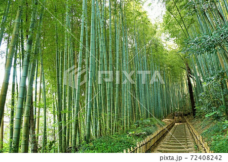 千葉県 佐倉のひよどり坂の写真素材