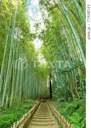 千葉県　佐倉のひよどり坂 72408243