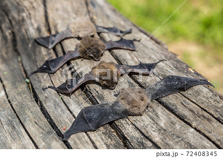 Group of bat 72408345
