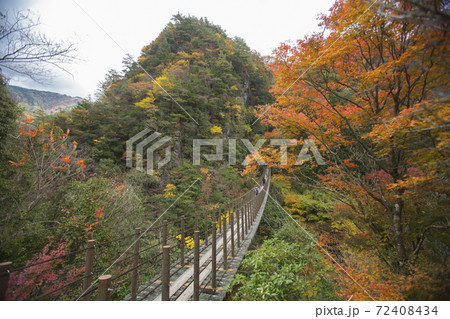 樅木の吊り橋紅葉 樅木の吊り橋紅葉 72408434