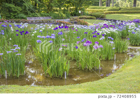 菖蒲　菖蒲田　和風　花菖蒲　爽やか　ショウブ 72408955