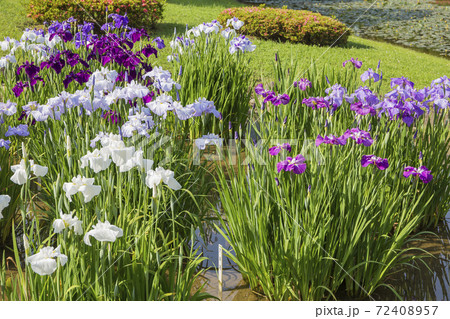 菖蒲　菖蒲田　和風　花菖蒲　爽やか　ショウブ 72408957